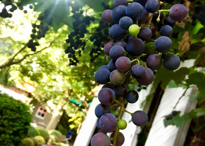 Lilis Kleines 招待所 3*